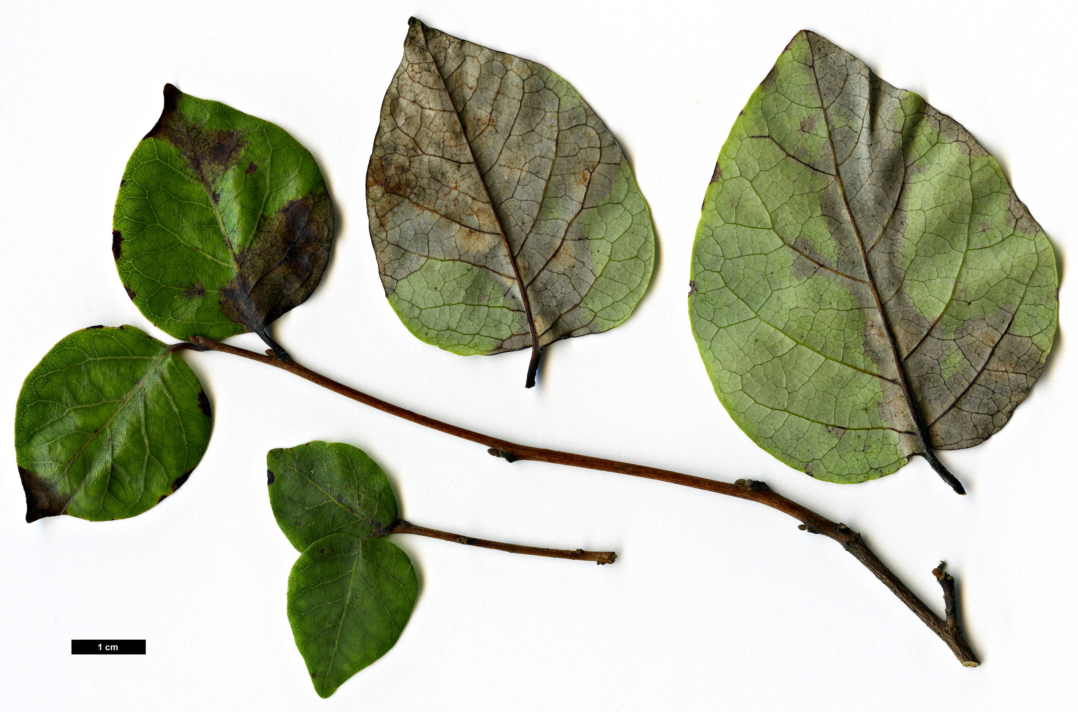 High resolution image: Family: Styracaceae - Genus: Styrax - Taxon: platanifolius - SpeciesSub: subsp. texanus